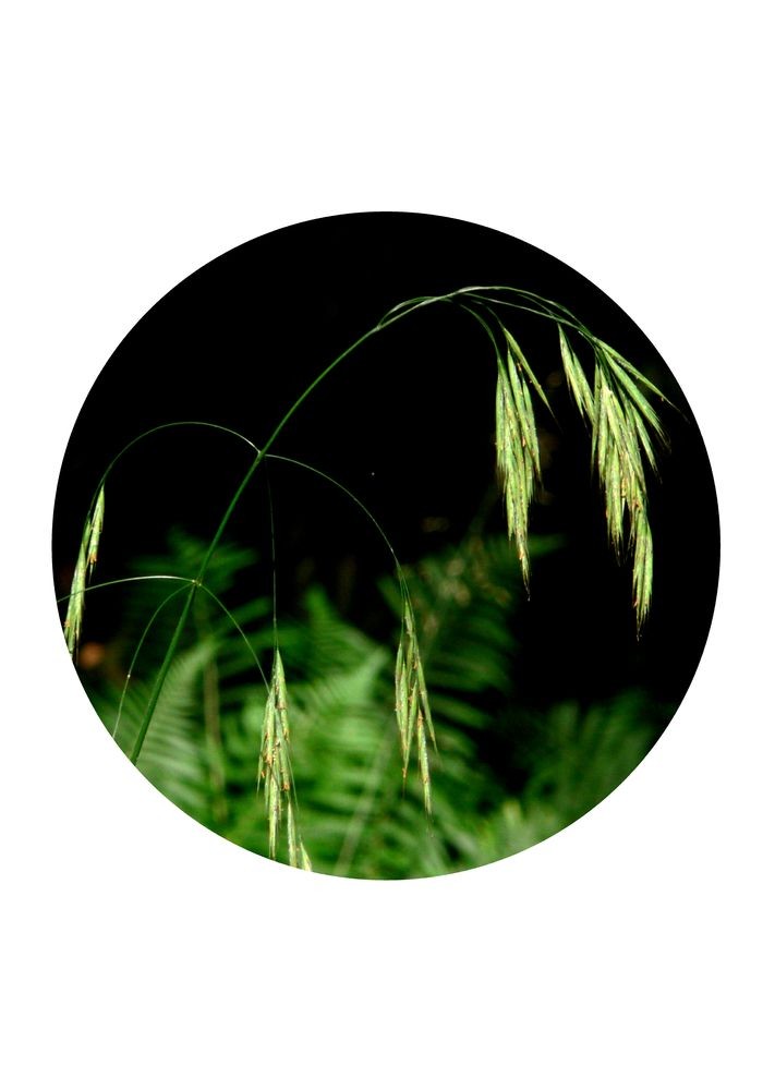 Wild Oat