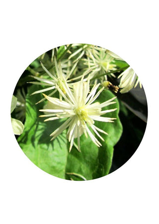 Clematis