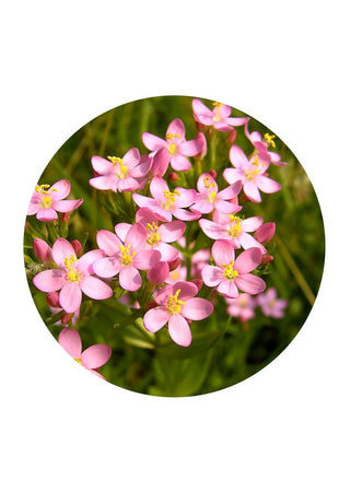 Centaury