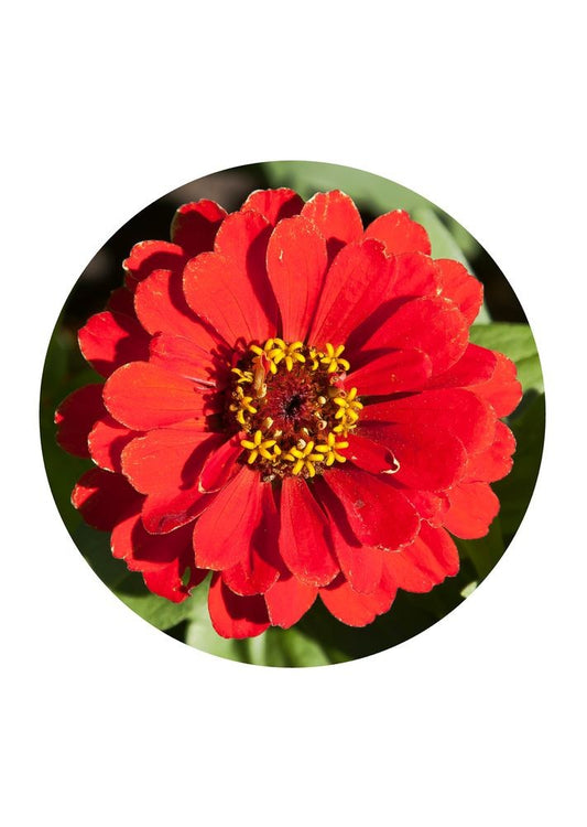 Zinnia