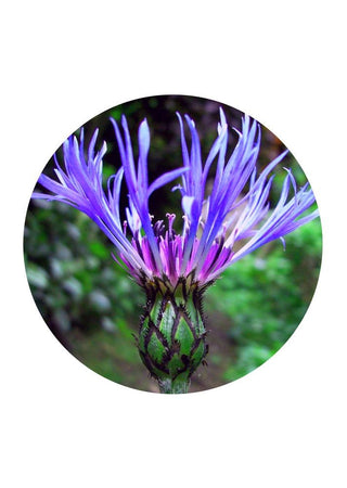 Perennial Cornflower