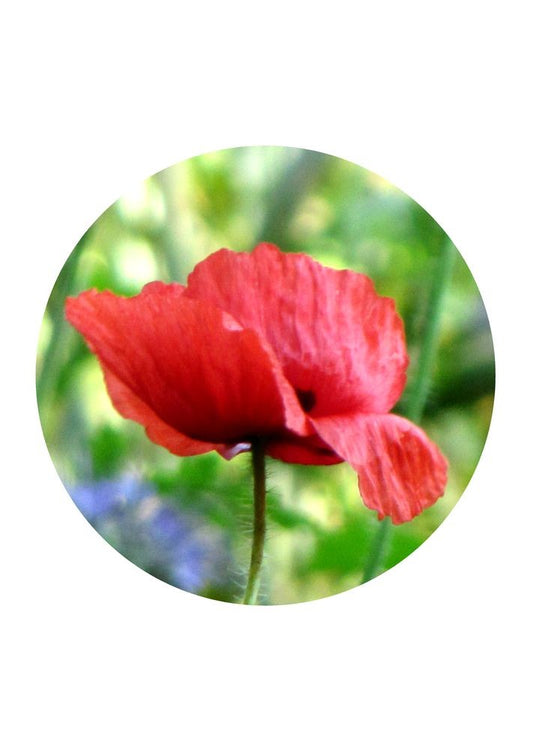 Klatschmohn