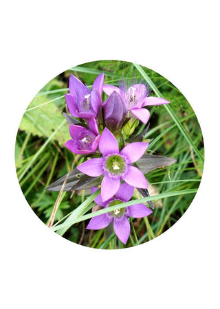 Gentian