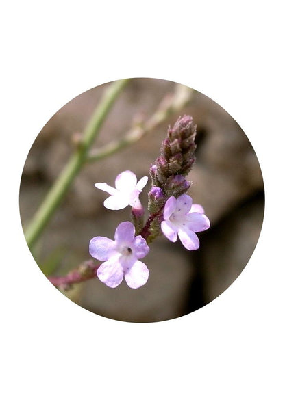 Vervain