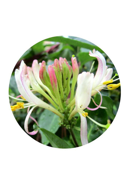 Honeysuckle