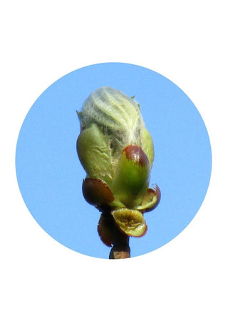 Chestnut Bud