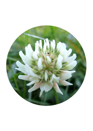 White Clover