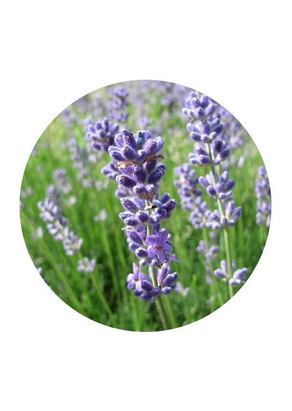 Lavendel