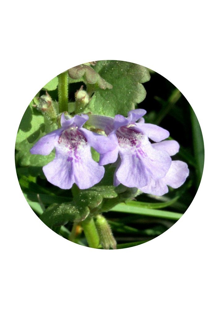 Ground Ivy