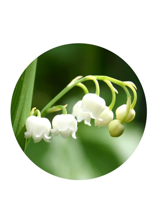 Lily of the Valley