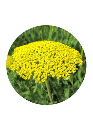 Yellow Yarrow