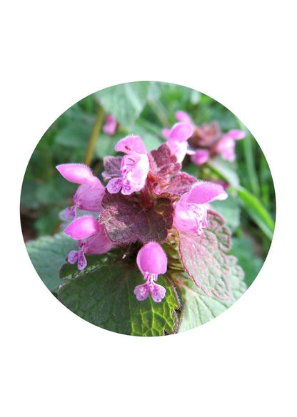 Red Deadnettle