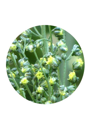 American Mugwort