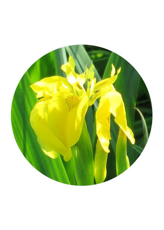 Golden Iris