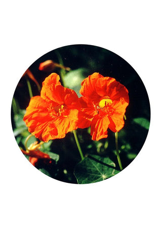 Nasturtium