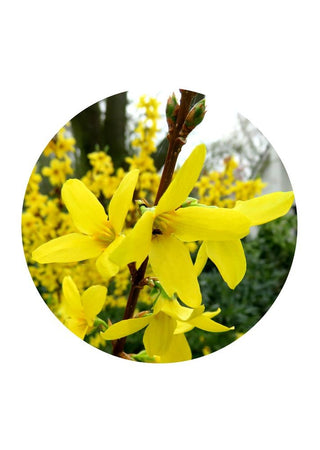 Forsythia