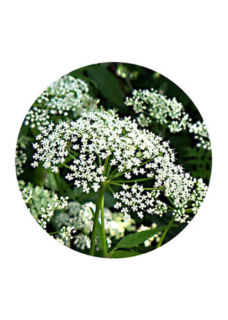 Ground Elder