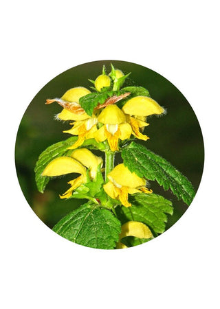 Yellow Archangel