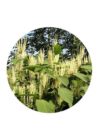 Japanese knotweed