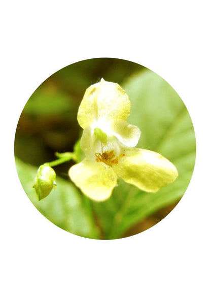 Small Balsam