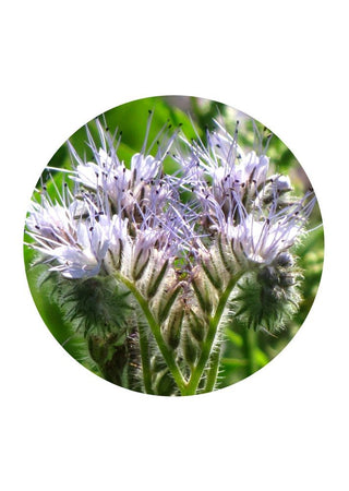 Phacelia