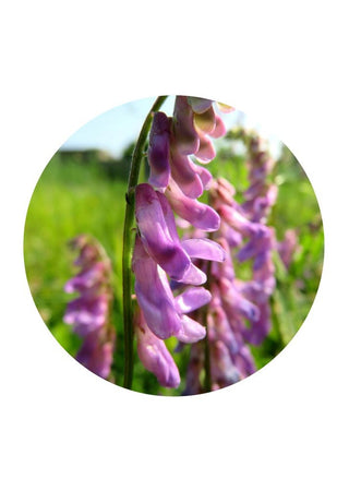 Tufted Vetch