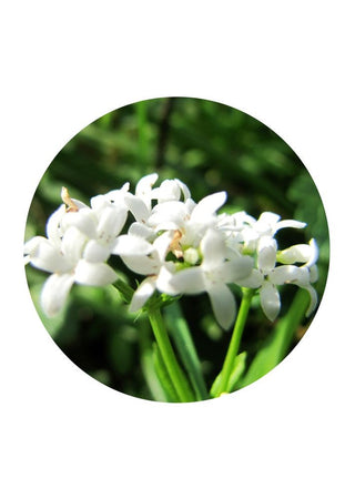 Sweetscented Bedstraw