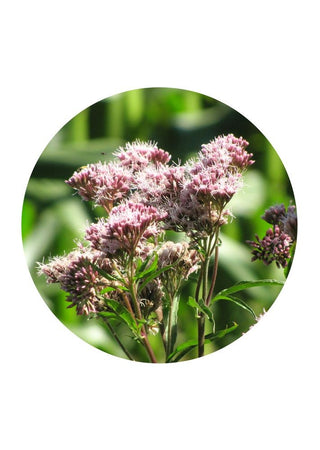 Hemp-Agrimony