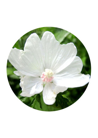 White Muskmallow