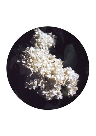 White Lilac