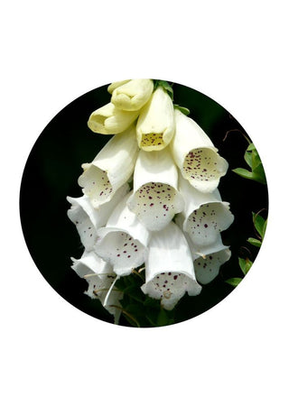 White Foxglove