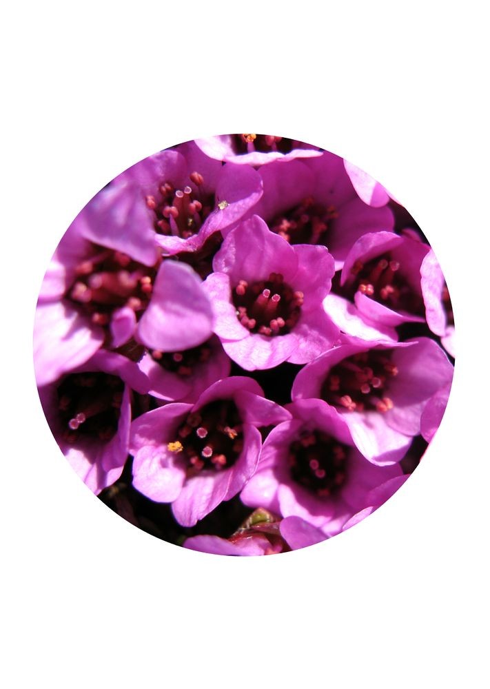 Purple Saxifrage