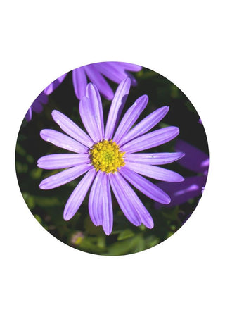 Grassland Daisy