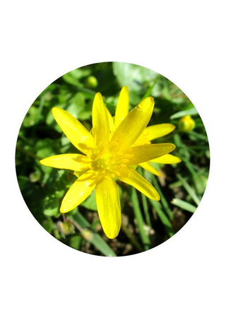 Lesser celandine