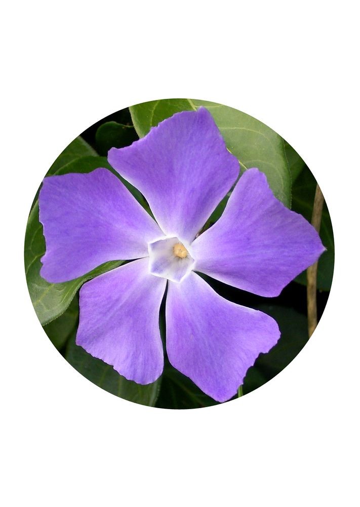 Blue Periwinkle