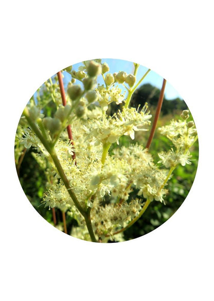 Meadowsweet