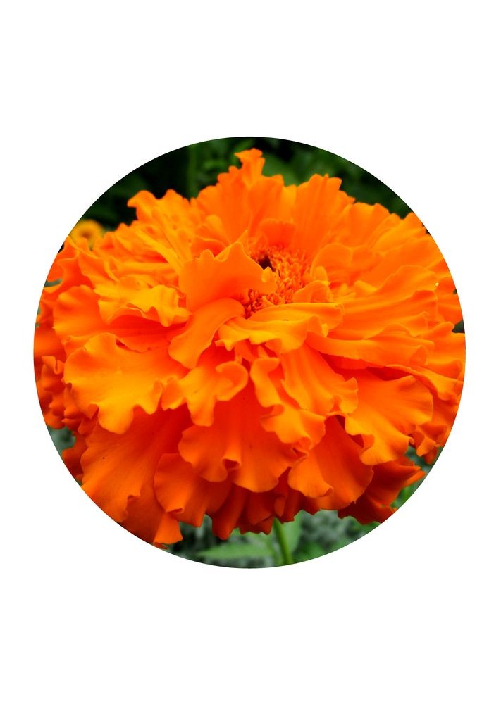 French Marigold