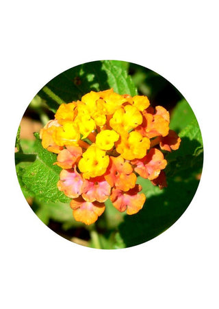 Lantana