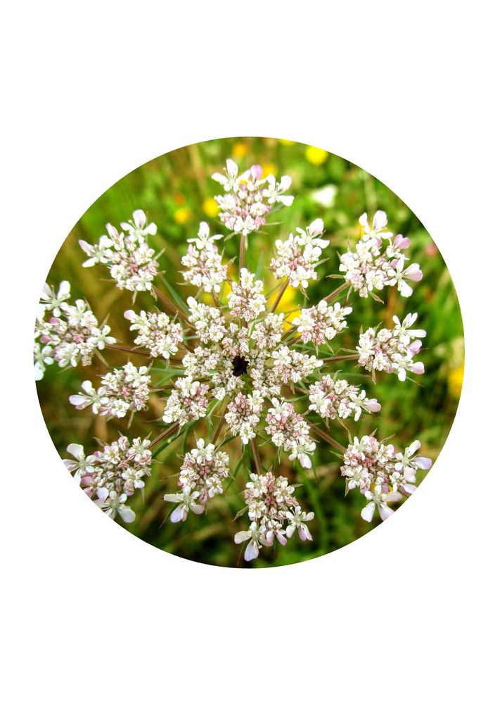 Wild Carrot