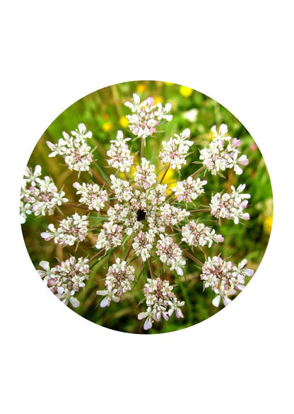 Wild Carrot