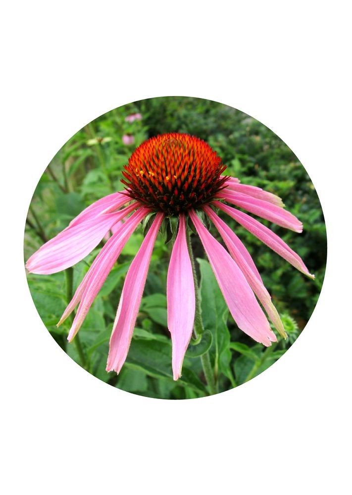 Narrow-leaf Coneflower