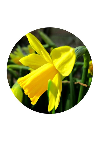 Daffodil