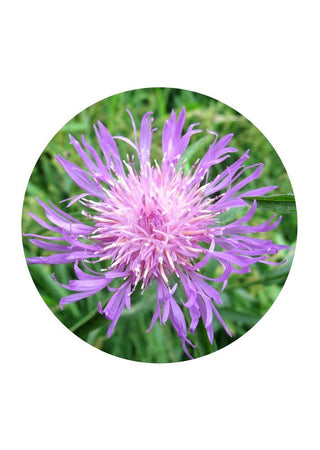 Brown Knapweed