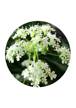 Cow Parsley