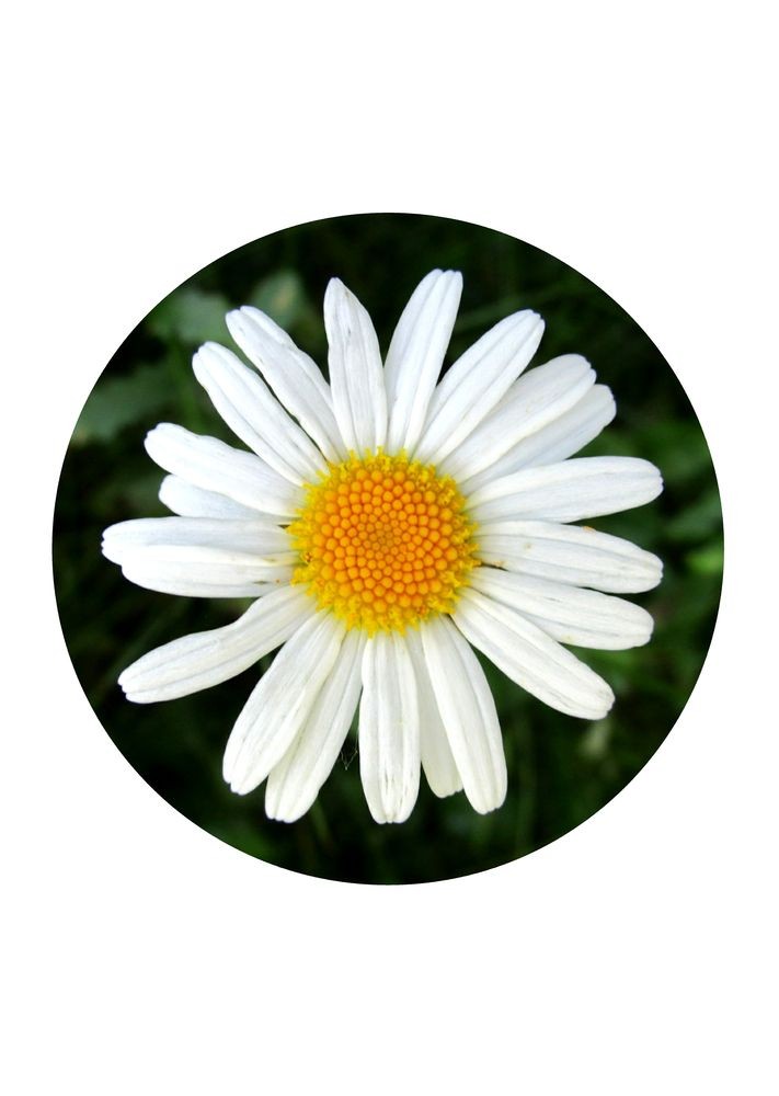 Margriet