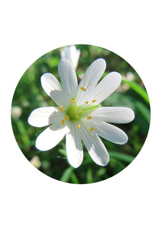 White Campion