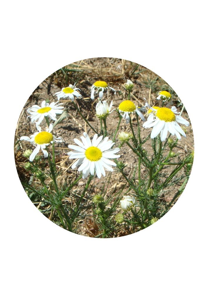 Scentless Chamomile