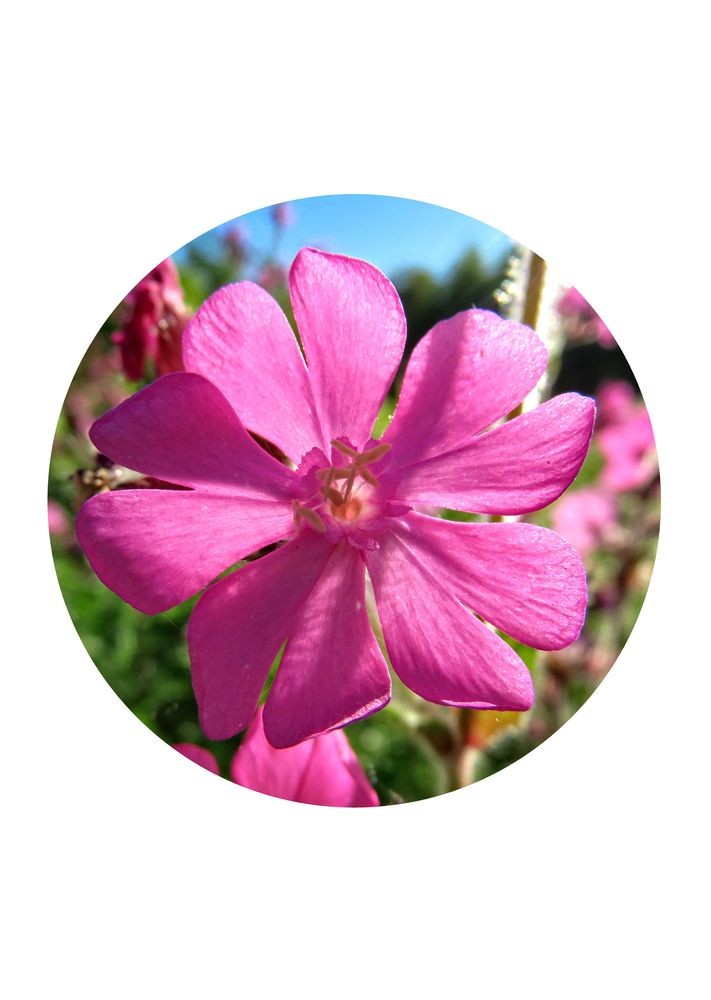 Red Campion