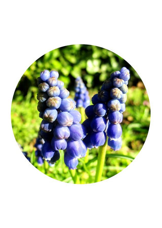 Grape Hyacinth