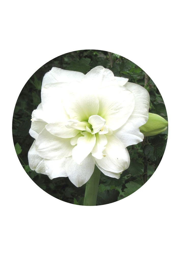 Witte Amaryllis